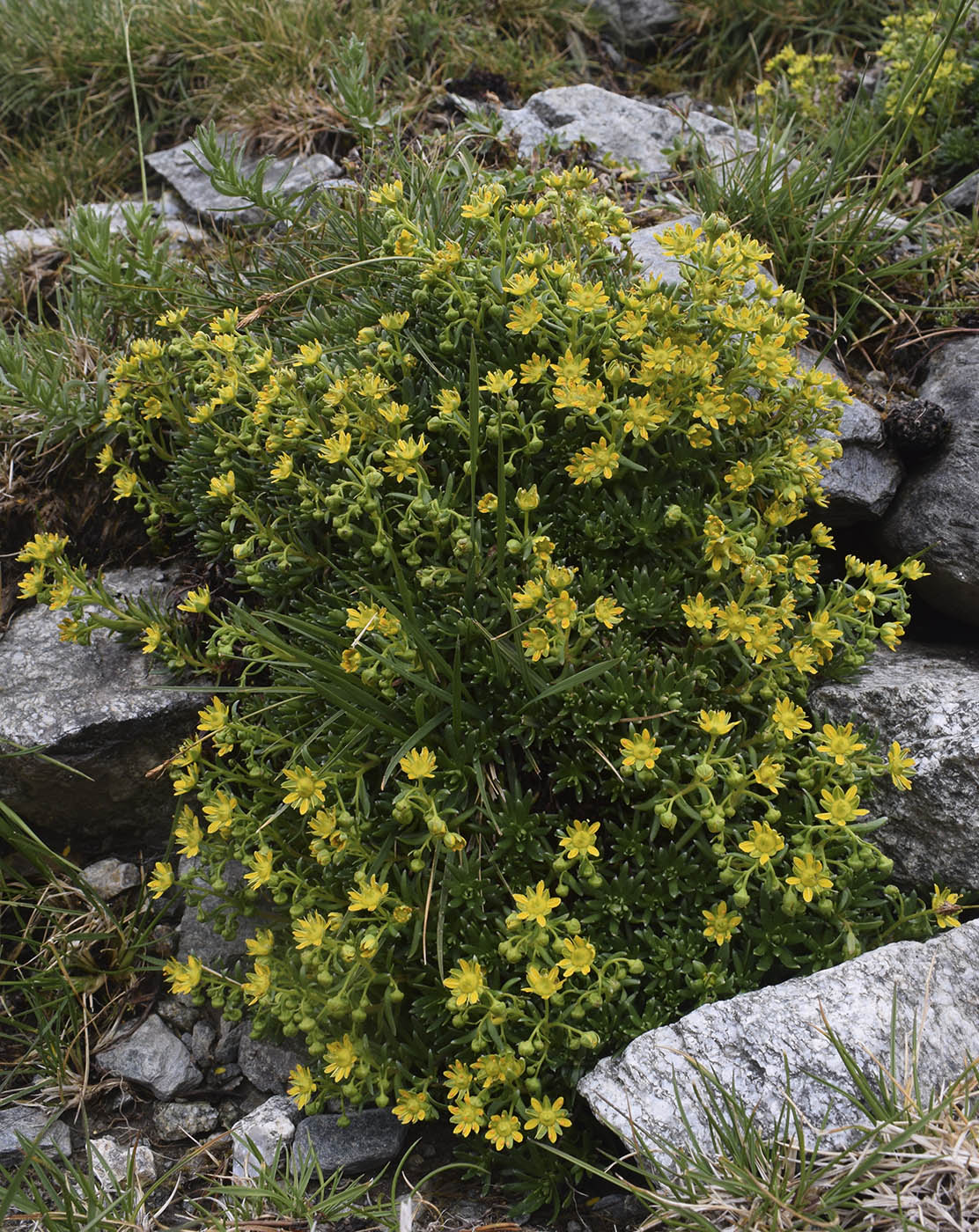 Image of Saxifraga aizoides specimen.