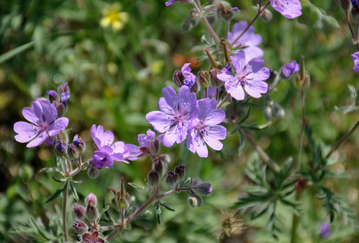 Изображение особи Geranium tuberosum.