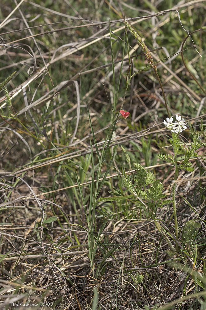 Image of Lathyrus cicera specimen.