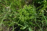 Potentilla erecta