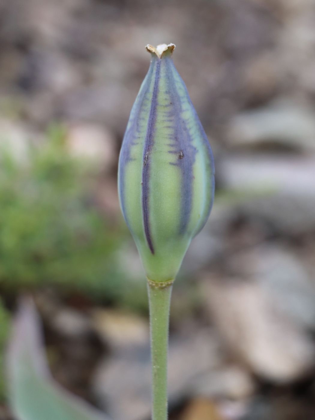 Image of Tulipa dubia specimen.