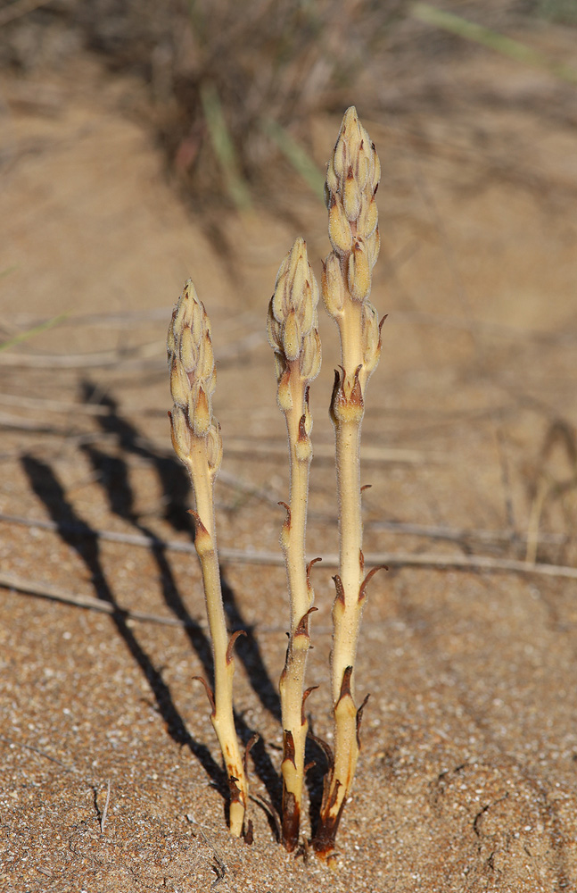 Image of Phelipanche arenaria specimen.