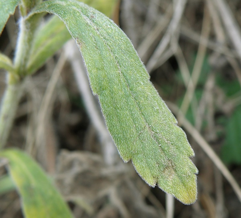 Image of Ajuga laxmannii specimen.