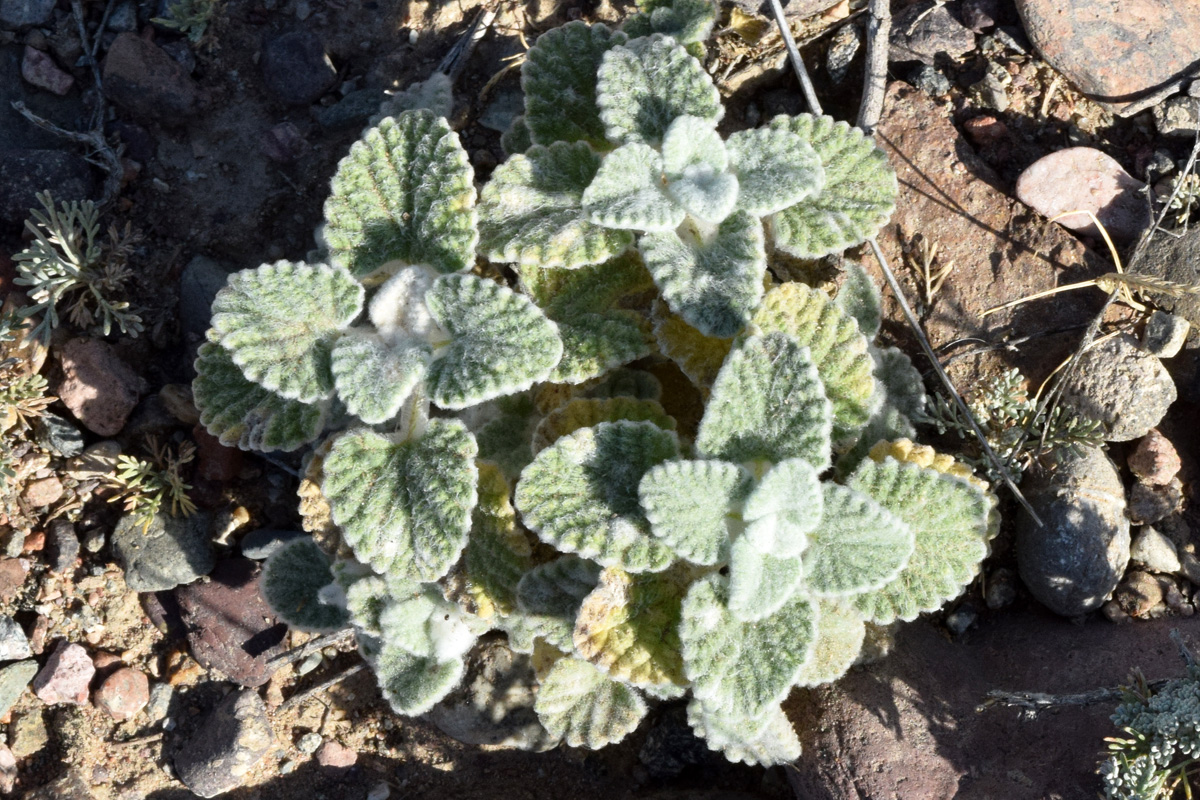 Image of Nepeta olgae specimen.