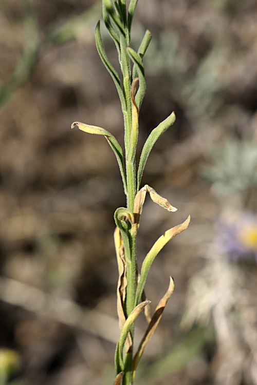 Image of Heteropappus canescens specimen.