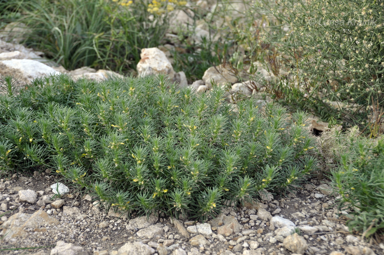 Image of Ajuga glabra specimen.