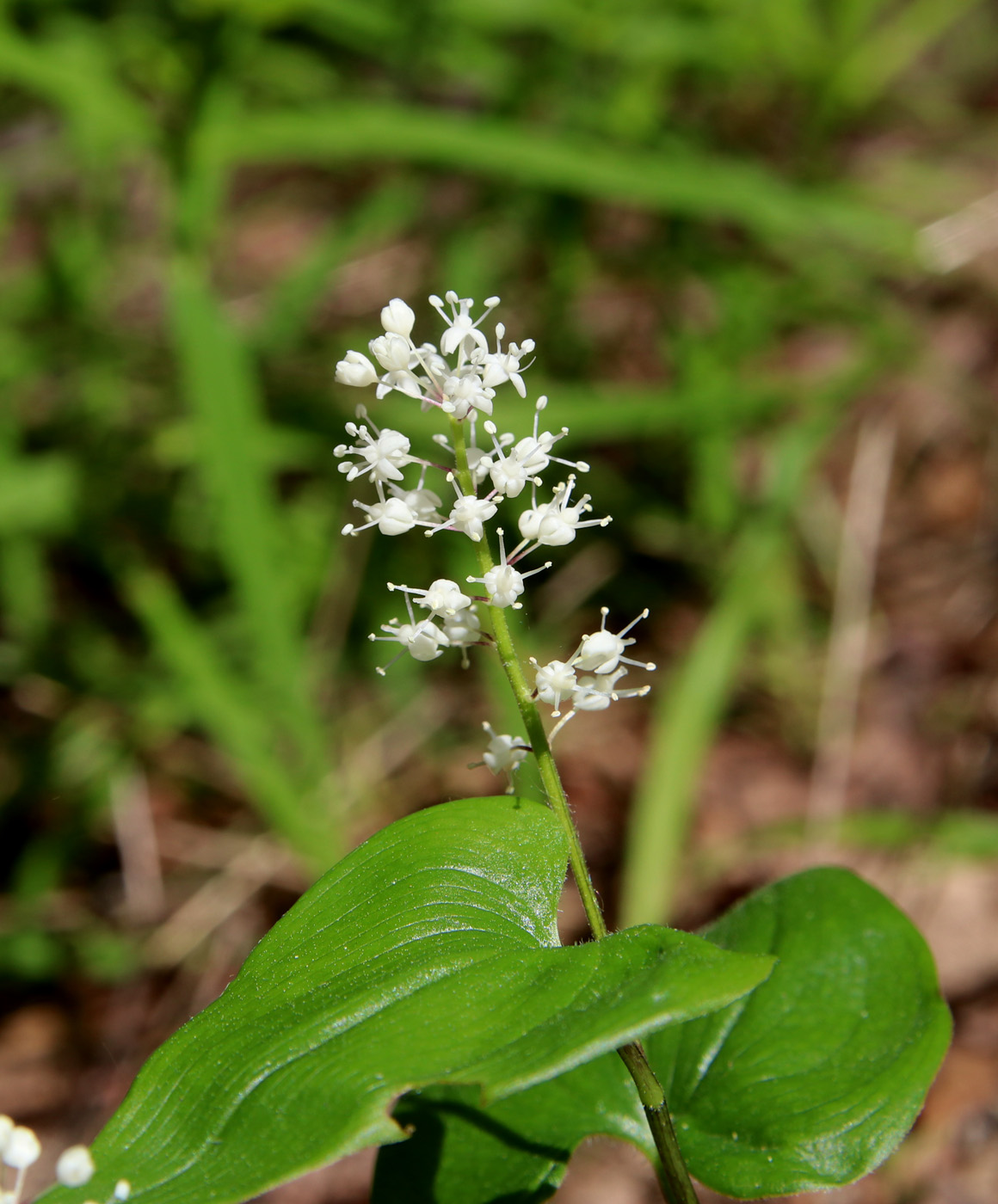 Изображение особи Maianthemum bifolium.