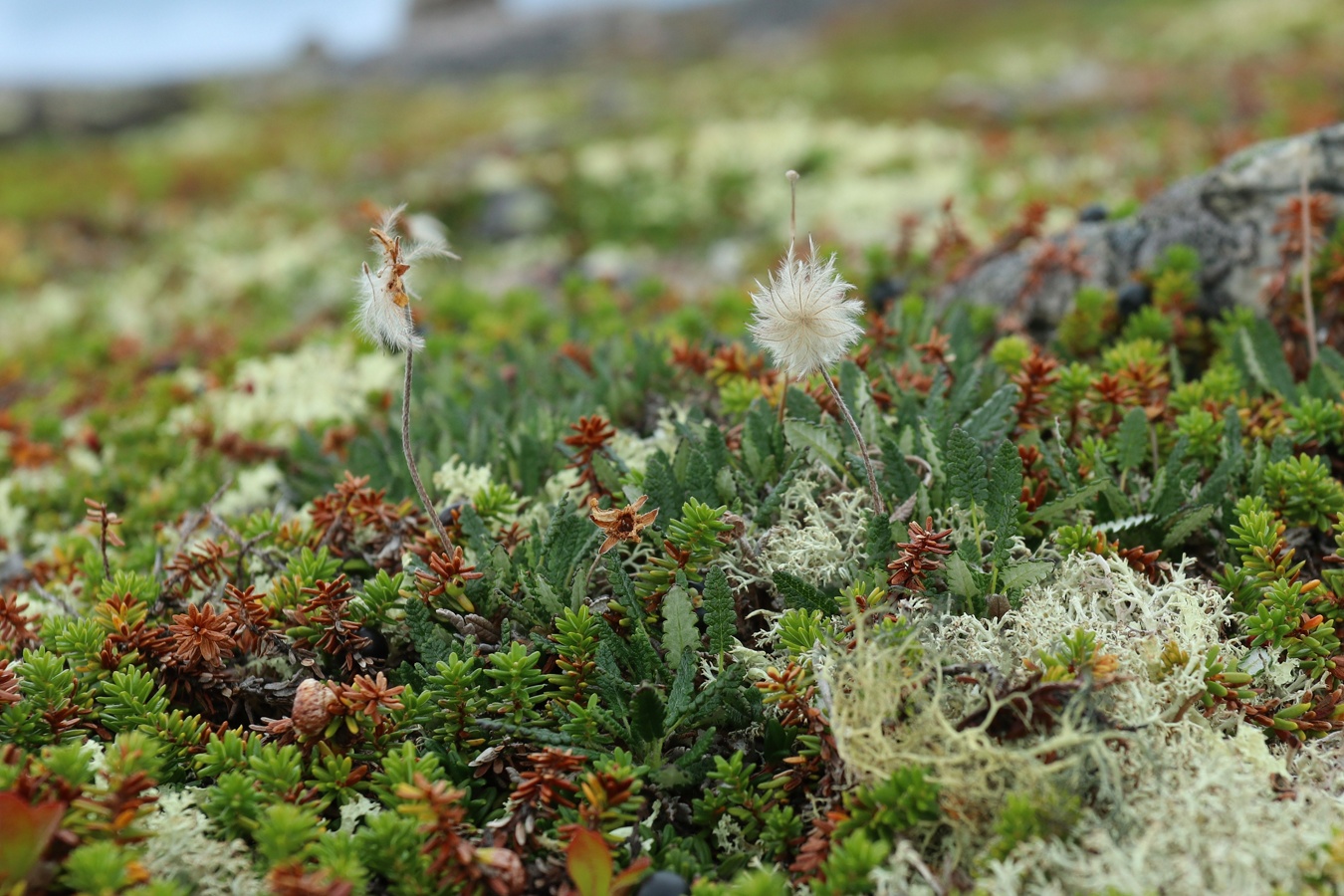 Image of Dryas octopetala ssp. subincisa specimen.