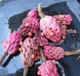 Смотреть изображение Magnolia tripetala