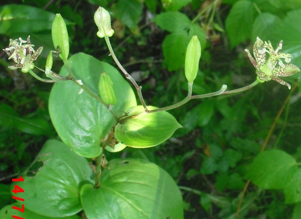 Image of Tricyrtis latifolia specimen.