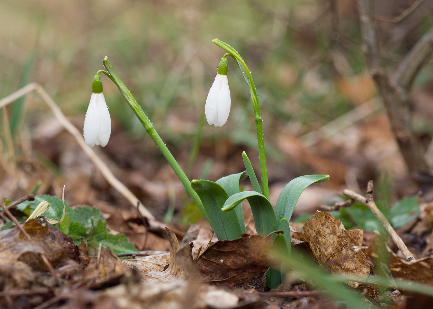 Image of Galanthus alpinus specimen.