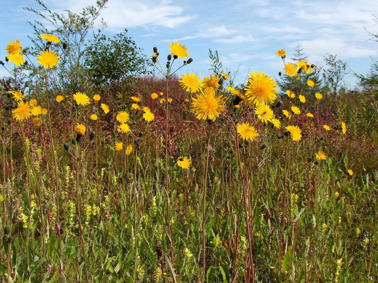 Изображение особи Sonchus arvensis.