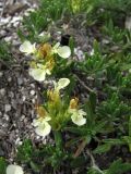 Teucrium jailae. Цветущее растение. Крым, предгорья, г. Тепе-Кермен. 3 июля 2010 г.