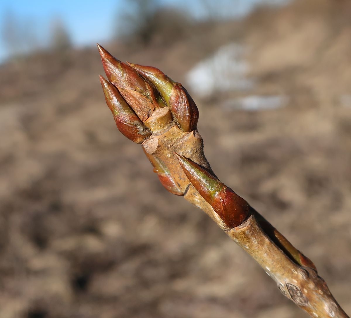 Изображение особи Populus &times; berolinensis.