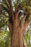 Taxodium distichum. Части ствола и нижних ветвей взрослого дерева. Египет, мухафаза Каир, г. Каир, в культуре. 08.05.2023.