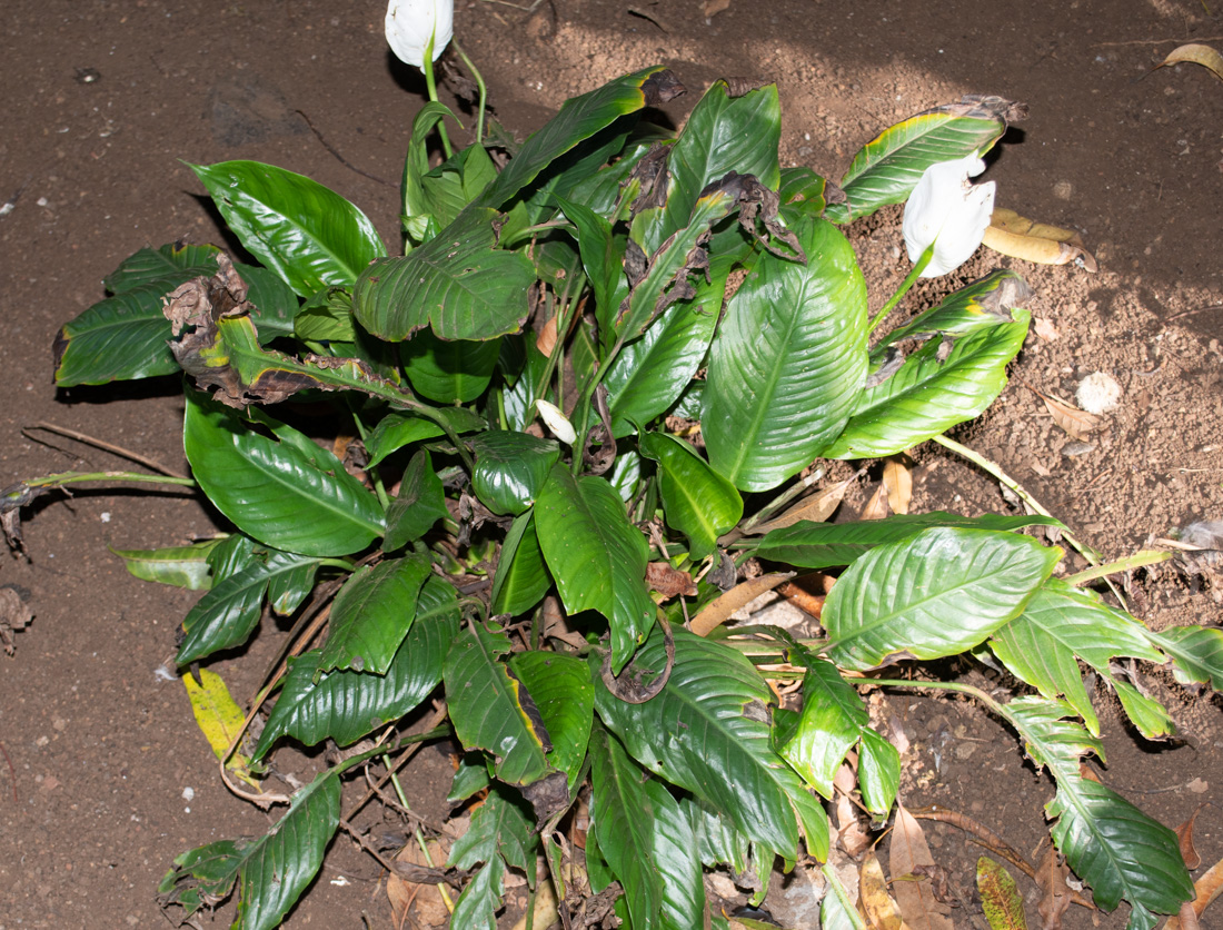 Image of genus Spathiphyllum specimen.
