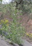 Glycyrrhiza glabra. Цветущее растение. Узбекистан, Ферганская обл., 5 км СЗ г. Коканд, Кокандские пески, частично закреплённые дюны. 18 мая 2023 г.