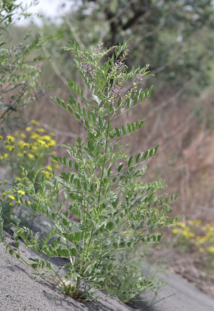 Image of Glycyrrhiza glabra specimen.