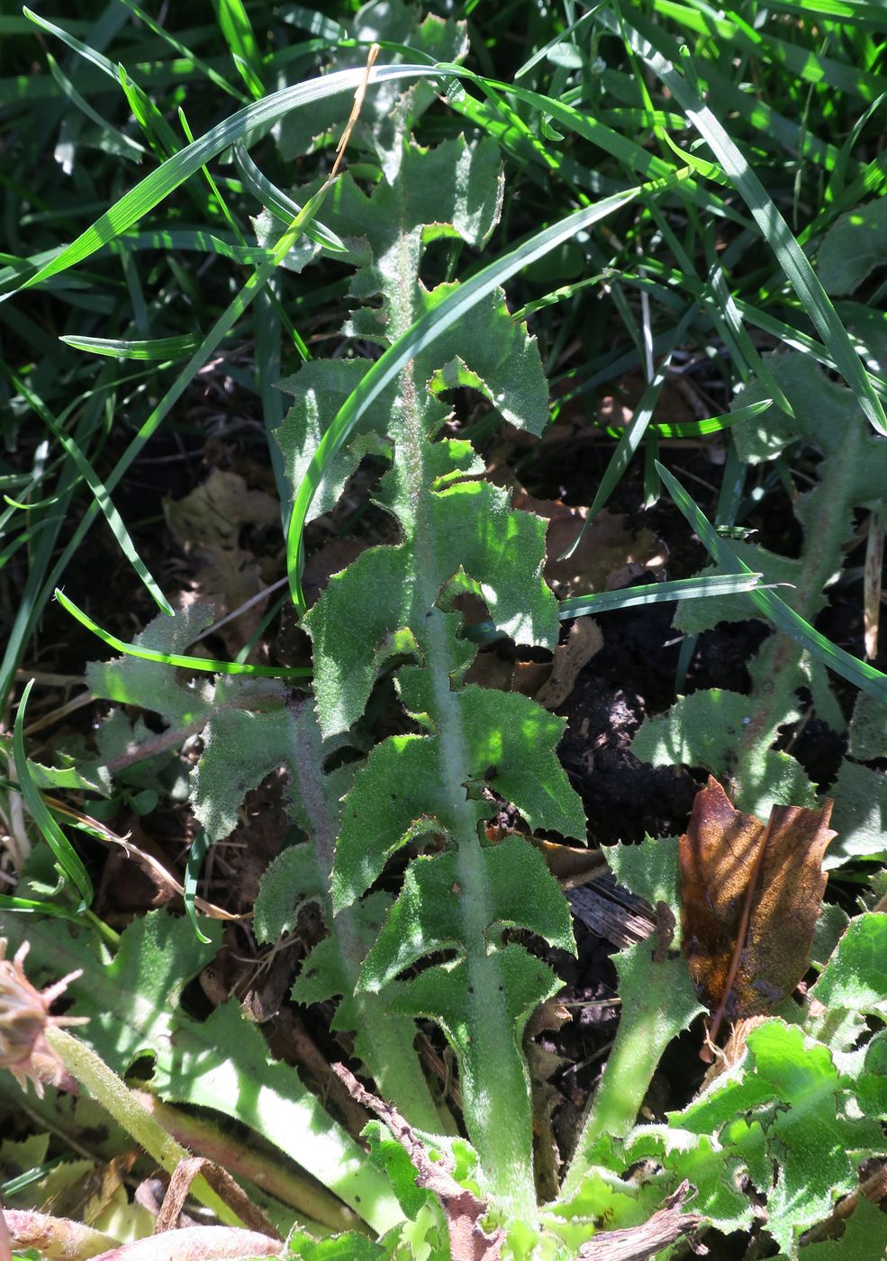 Image of genus Taraxacum specimen.