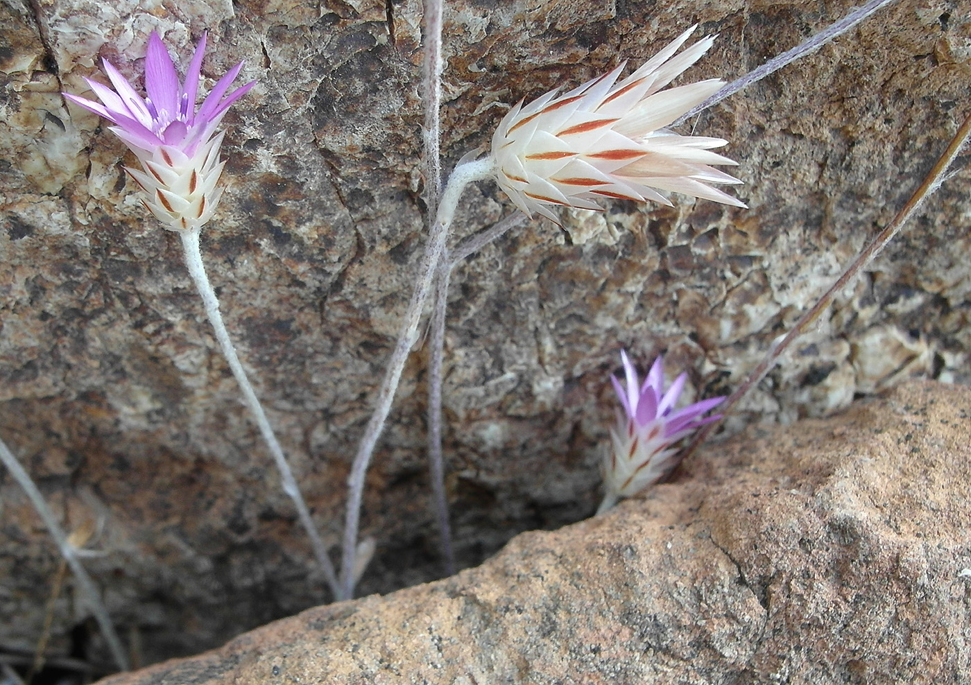 Image of genus Xeranthemum specimen.