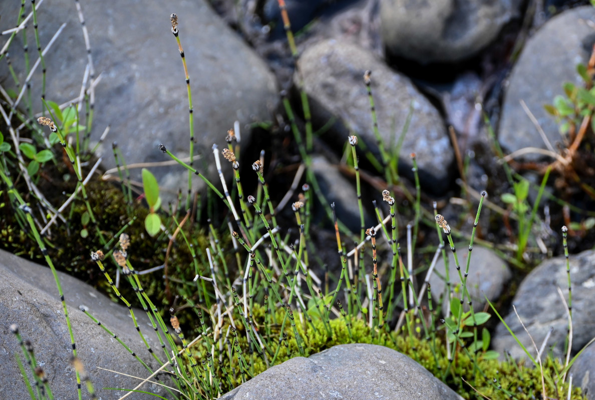 Изображение особи Equisetum variegatum.