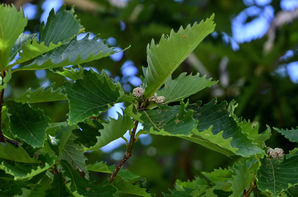 Image of Quercus crispula specimen.