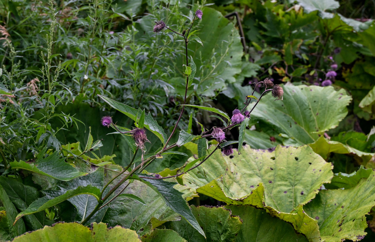 Image of Cirsium weyrichii specimen.