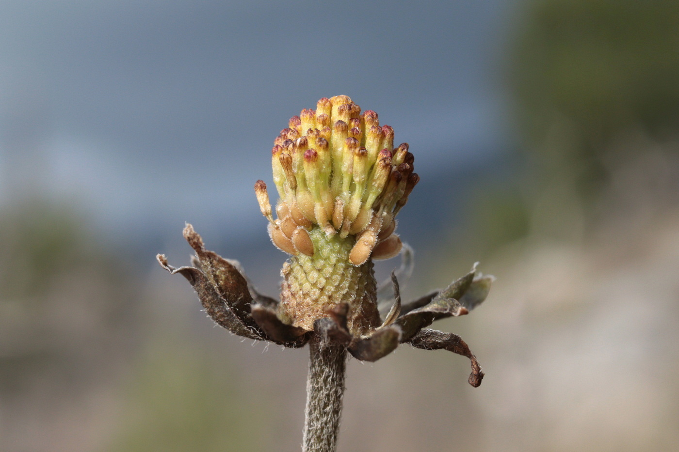 Изображение особи Bellis sylvestris.