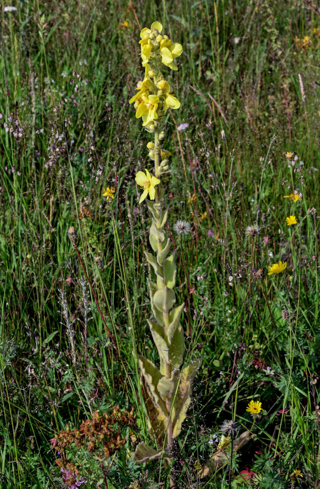 Изображение особи Verbascum gossypinum.