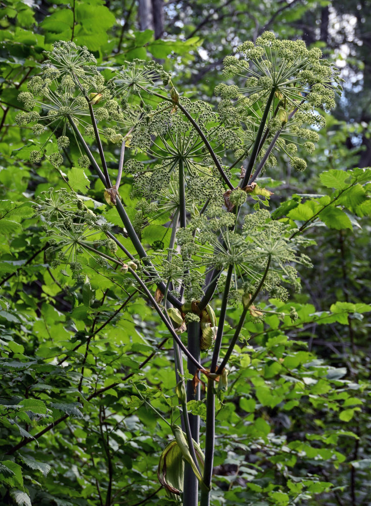 Image of Archangelica decurrens specimen.