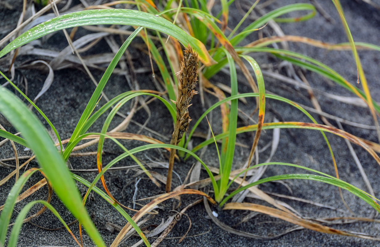 Image of Carex macrocephala specimen.