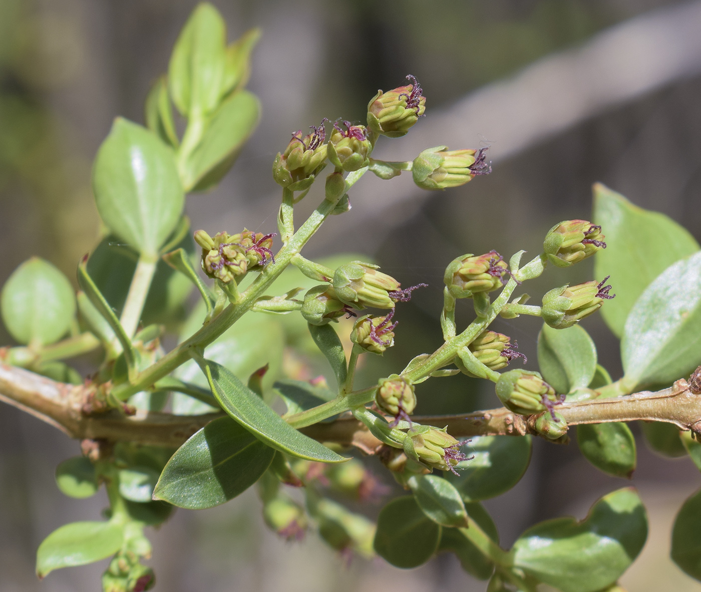 Изображение особи Coriaria myrtifolia.