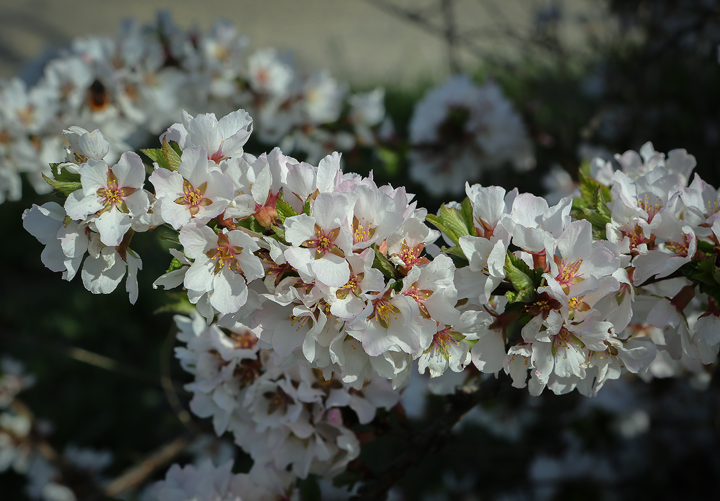 Image of Cerasus tomentosa specimen.