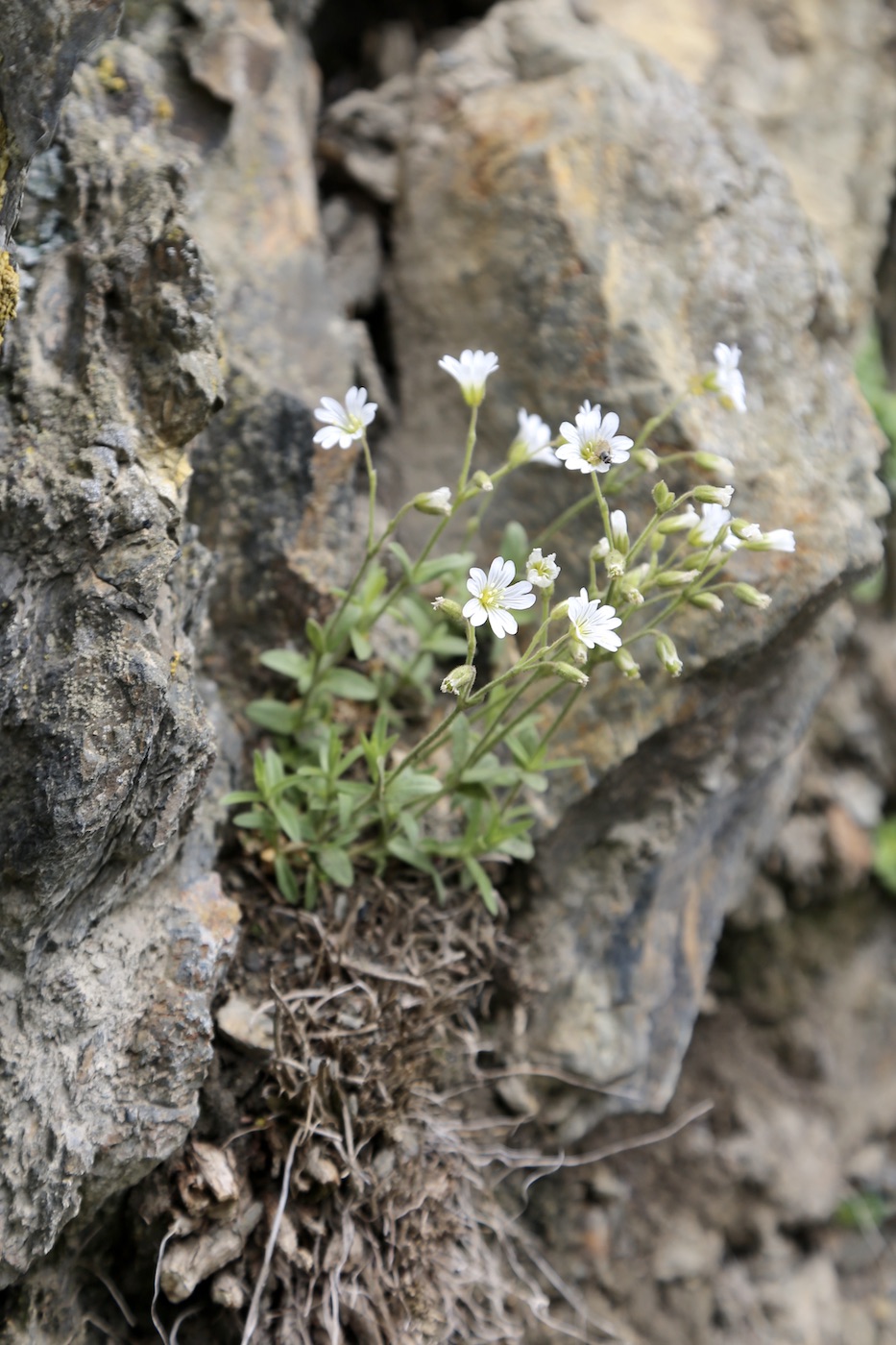 Изображение особи Cerastium polymorphum.