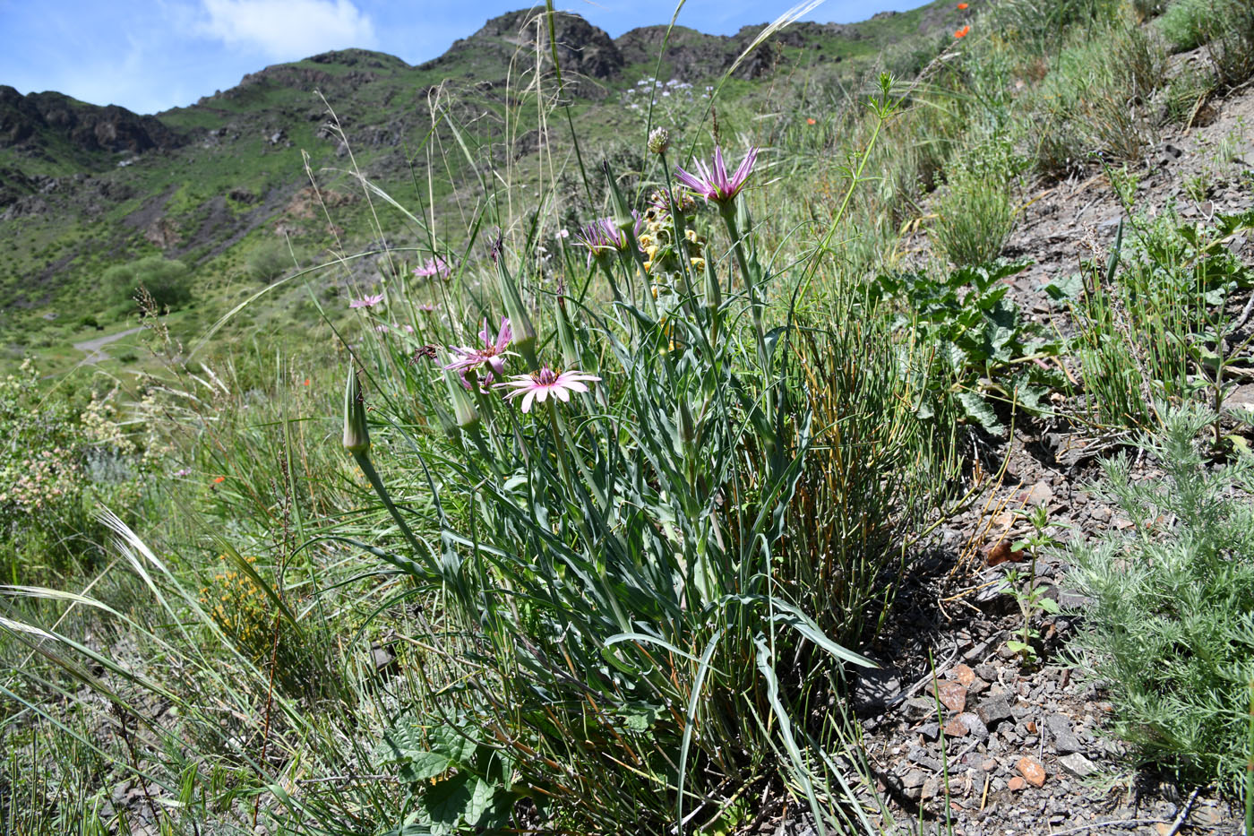 Image of Tragopogon ruber specimen.