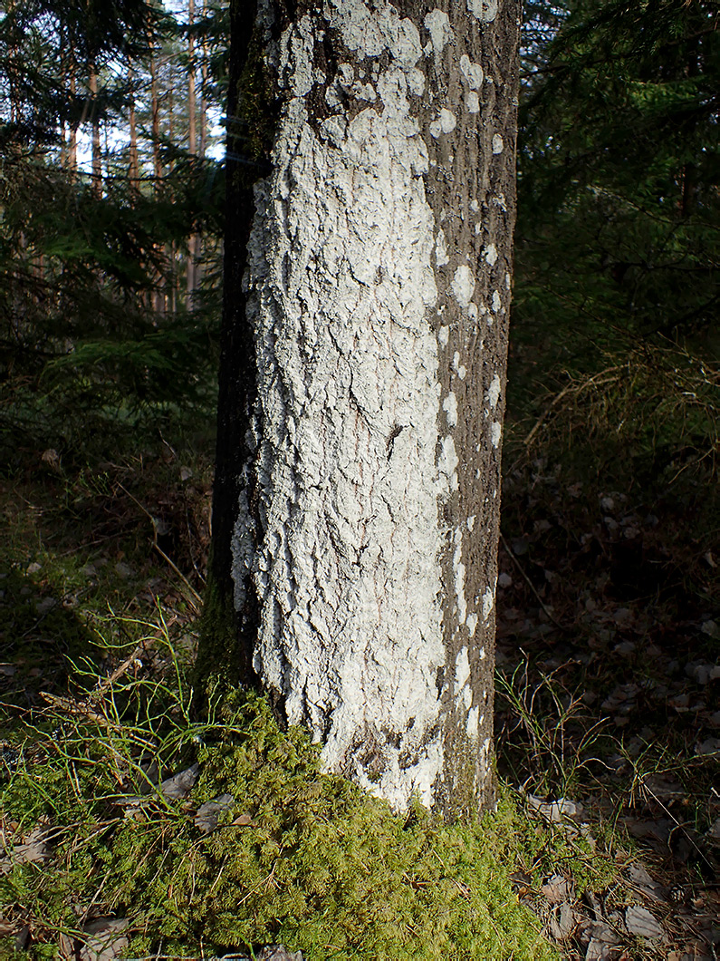 Image of genus Lepraria specimen.