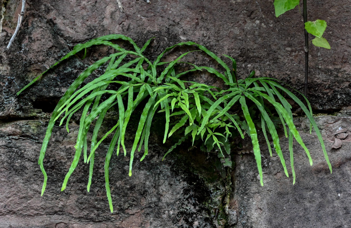 Изображение особи Pteris multifida.