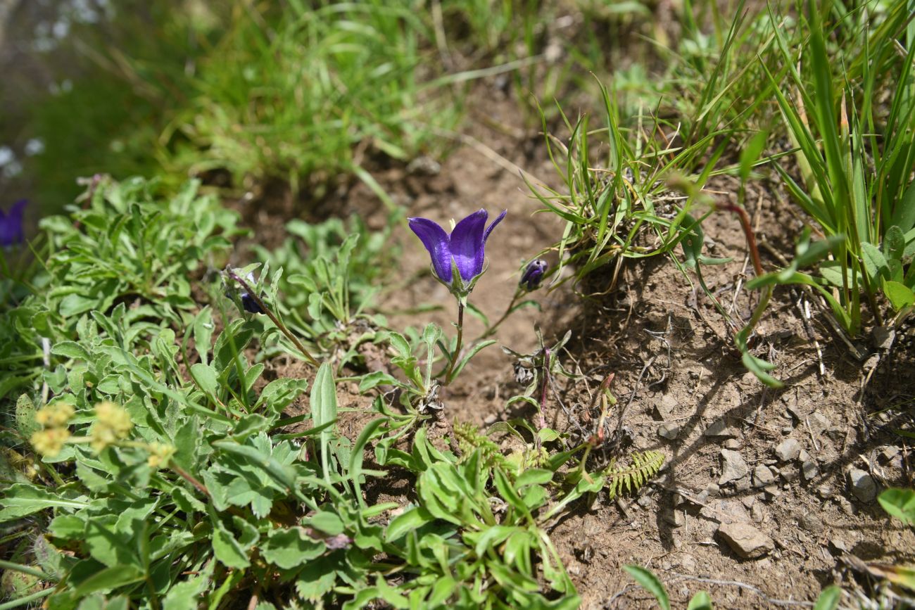 Изображение особи Campanula bellidifolia.