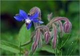 Borago officinalis. Цветок и бутоны. Московская обл., Раменский р-н, окр. дер. Хрипань, садовый участок. 17.07.2024.