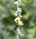 genus Verbascum. Часть соцветия с раскрывающимся цветком и бутонами. Греция, Олимп, ≈ 900 м н.у.м., у стен монастыря св. Дионисия. 08.08.2024.