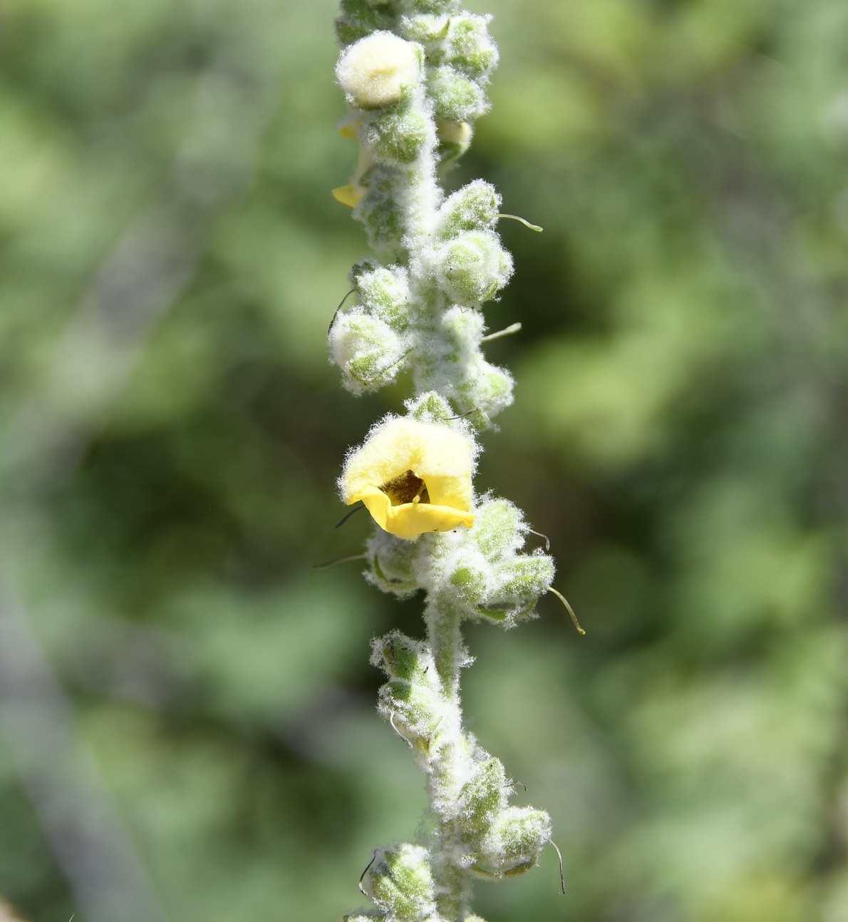 Изображение особи род Verbascum.