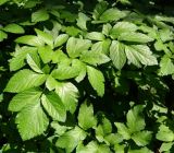 familia Apiaceae