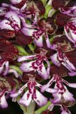 Orchis purpurea. Цветки. Республика Крым, г/о Судак, окр. пгт Щебетовка, пойменный лес по дну балки Буран-Таш, выс. 135 м н.у.м. 24 апреля 2024 г.