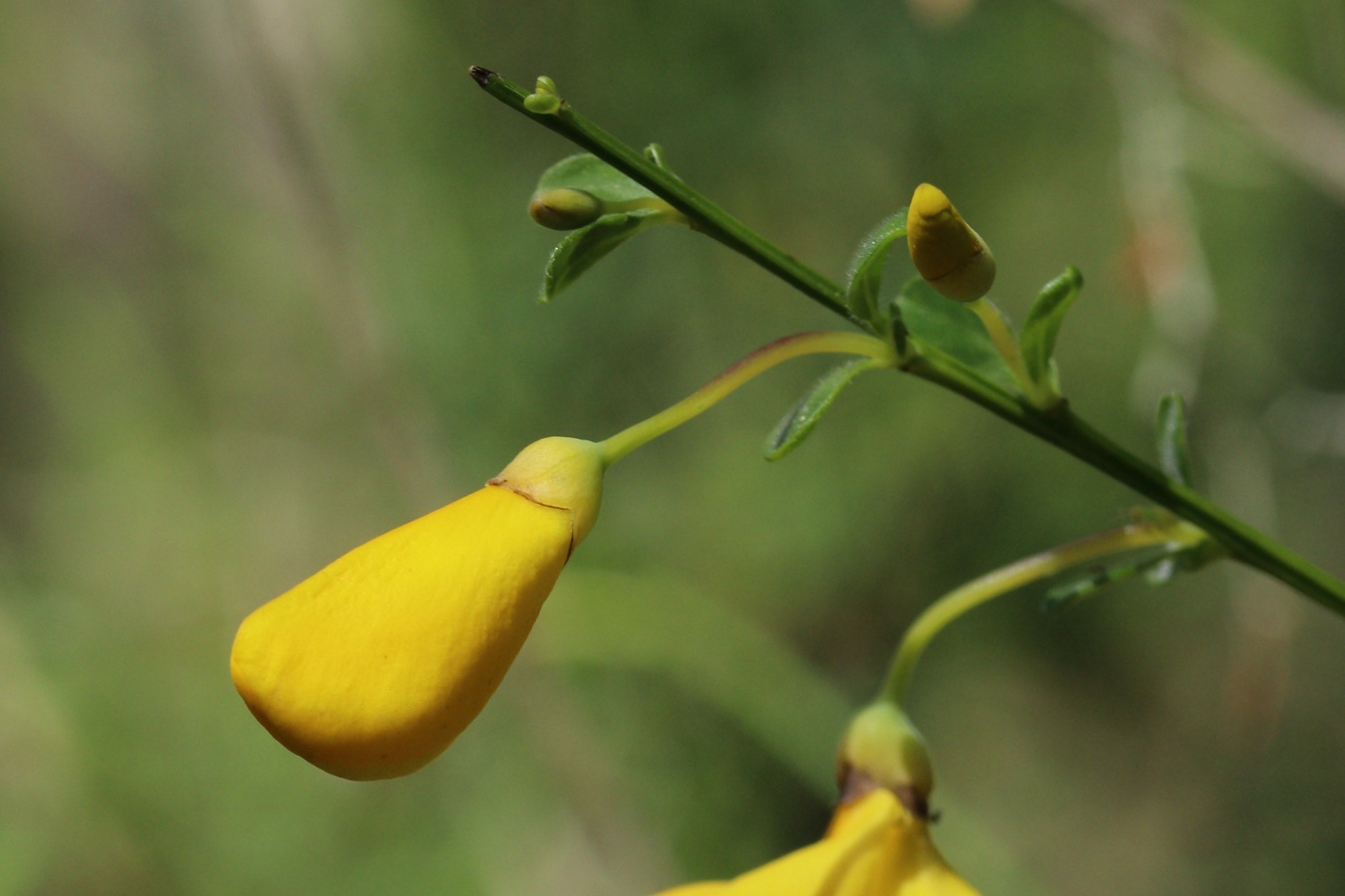 Изображение особи Sarothamnus scoparius.