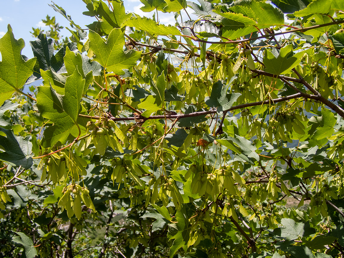 Image of Acer stevenii specimen.