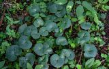 Asarum europaeum. Вегетирующие растения в сообществе с Oxalis acetosella, Aegopodium podagraria и Urtica dioica. Московская обл., Дмитровский гор. округ, окр. оз. Свиное, смешанный лес. 21.07.2024.