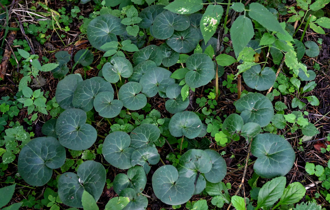 Изображение особи Asarum europaeum.