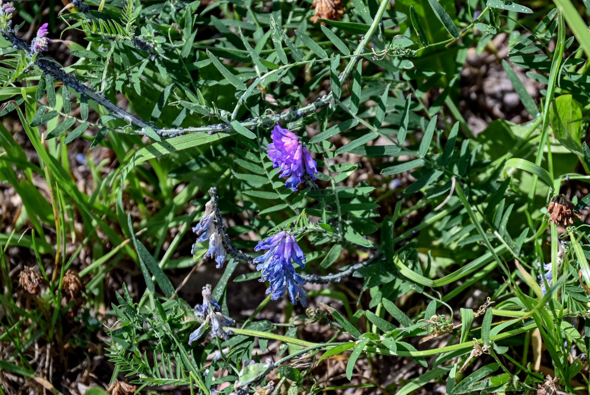 Image of Vicia cracca specimen.