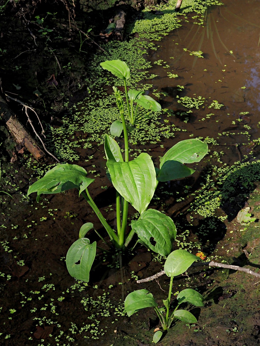 Изображение особи Alisma plantago-aquatica.