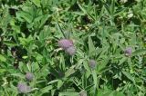 genus Trifolium. Верхушки побегов с развивающимися и бутонизирующими соцветиями. Кабардино-Балкария, Эльбрусский р-н, окраина с. Терскол, средняя часть дол. Терскол, левый борт долины, выс. 2230 м н.у.м., луг. 16 июня 2018 г.